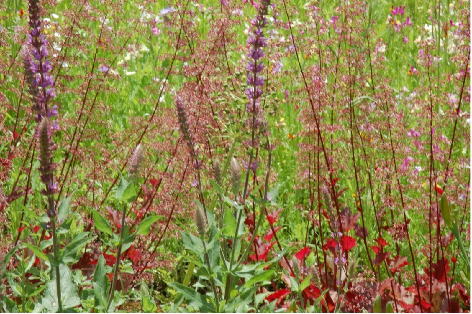 Creating wildflower verges